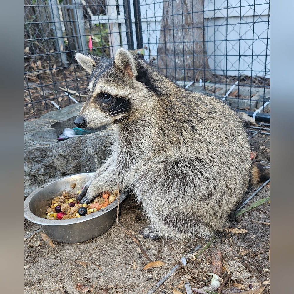 Donate For CALYPSO- Formula, Enrichment Toys & Incidental Care Items